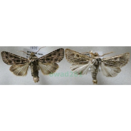 Sideridis reticulata (Goeze, 1781) pair Czech37f